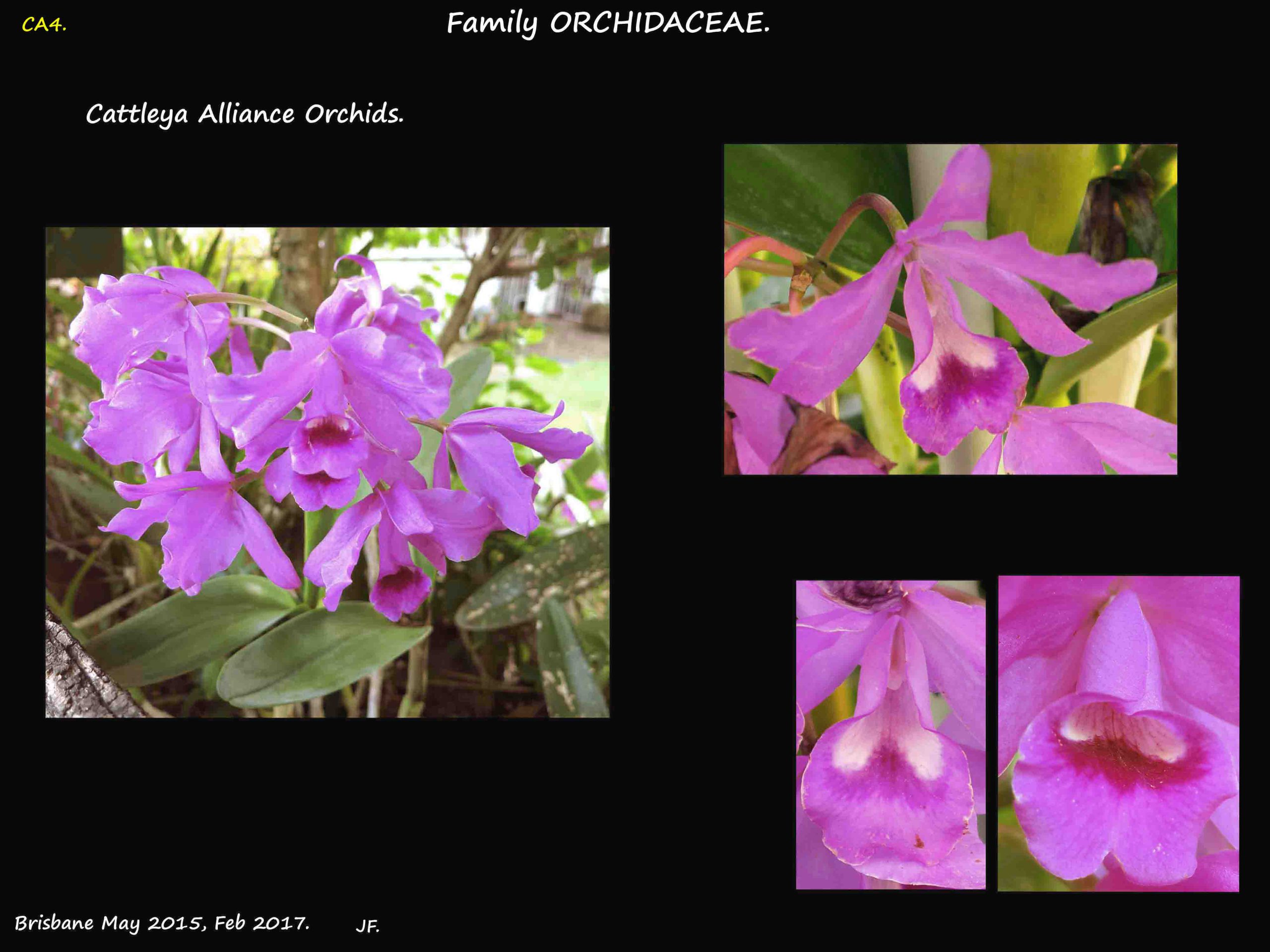 4 Mauve Cattleya flowers
